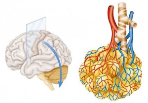 13 Fisiologia Carbone